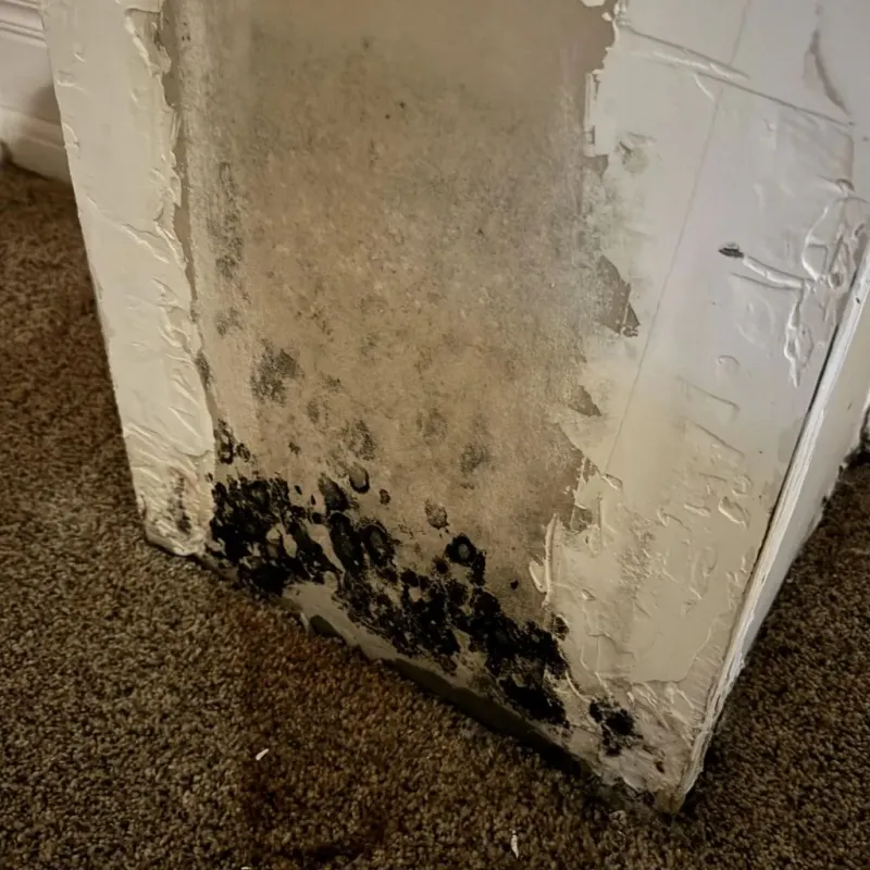 Professional Mold Removal in Millbrae, CA